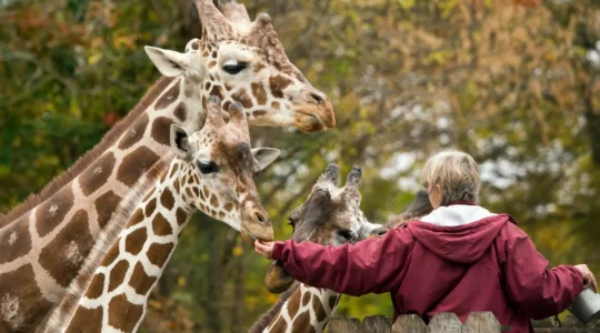zoo en Ardèche.png